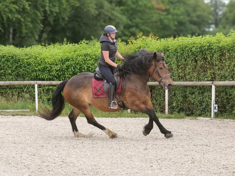 Other Heavy Horses Mix Mare 11 years 15,1 hh Brown in Neustadt (Wied)