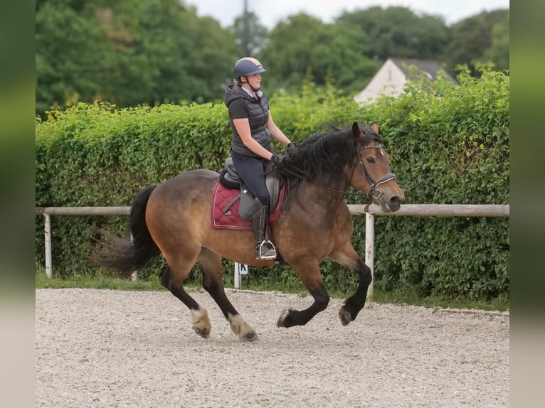 Other Heavy Horses Mix Mare 11 years 15,1 hh Brown in Neustadt (Wied)