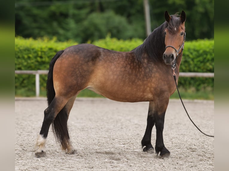 Other Heavy Horses Mix Mare 11 years 15,1 hh Brown in Neustadt (Wied)