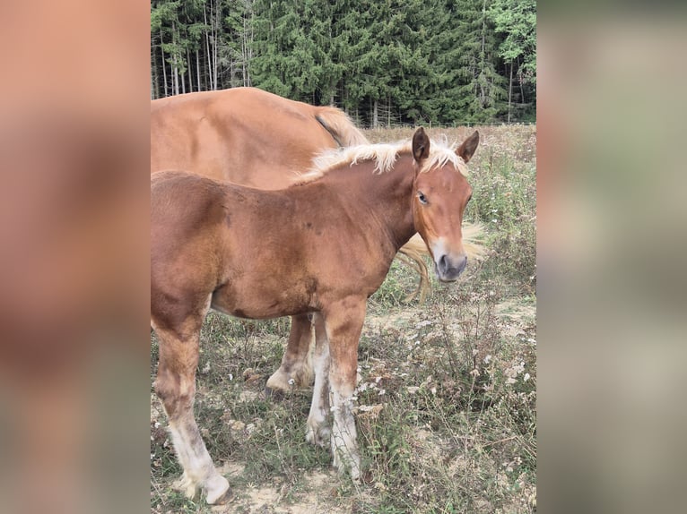 Other Heavy Horses Mare 11 years 16,1 hh Chestnut-Red in Blankenheim