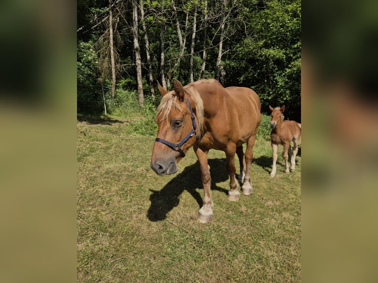 Other Heavy Horses Mare 11 years 16,1 hh Chestnut-Red in Blankenheim