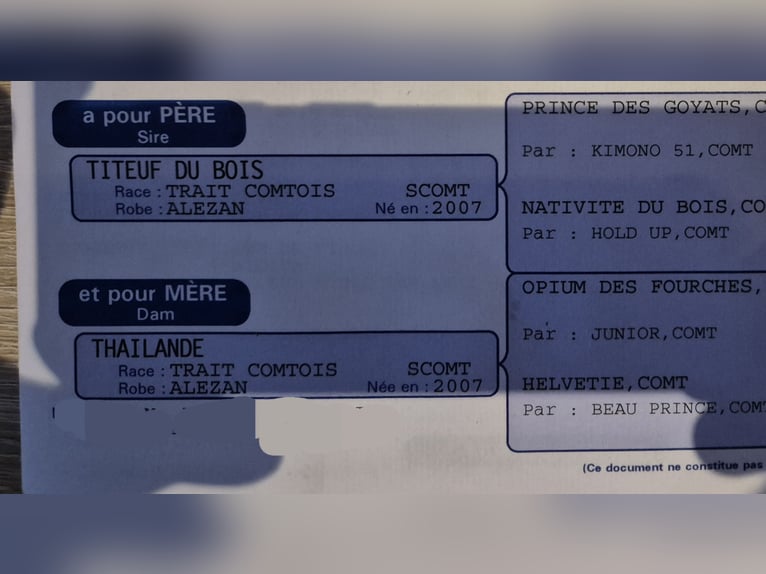 Other Heavy Horses Mare 11 years 16,1 hh Chestnut-Red in Blankenheim