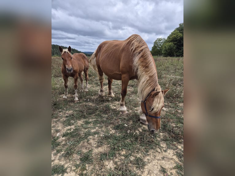 Other Heavy Horses Mare 11 years 16,1 hh Chestnut-Red in Blankenheim