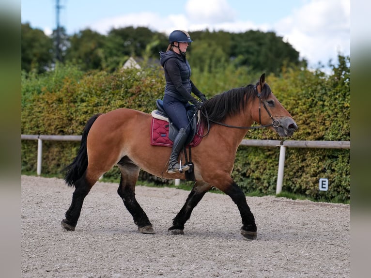 Other Heavy Horses Mare 12 years 15 hh Brown in Neustadt (Wied)
