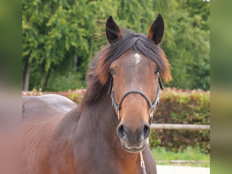 Other Heavy Horses Mare 12 years 15,2 hh Bay-Dark in Neustadt (Wied)