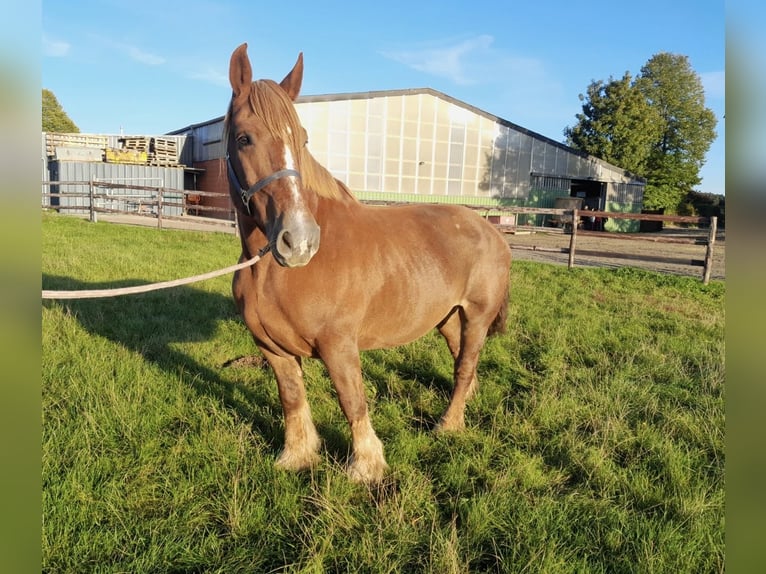 Other Heavy Horses Mare 12 years 15,2 hh Chestnut-Red in Nettersheim