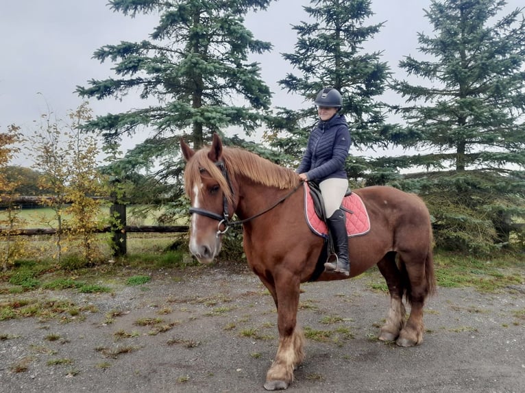 Other Heavy Horses Mare 12 years 15,2 hh Chestnut-Red in Nettersheim