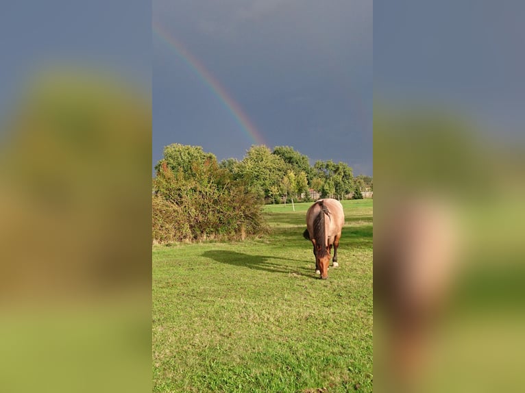 Other Heavy Horses Mix Mare 12 years 16 hh Roan-Bay in Oschatz