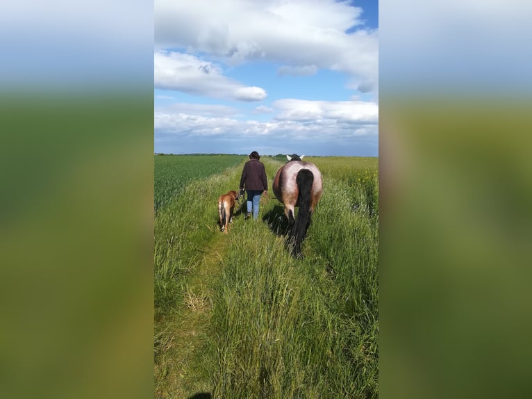 Other Heavy Horses Mix Mare 12 years 16 hh Roan-Bay in Oschatz