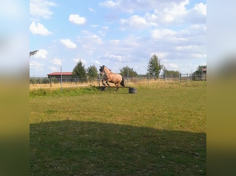 Other Heavy Horses Mix Mare 12 years 16 hh Roan-Bay in Oschatz