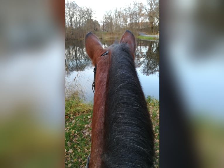 Other Heavy Horses Mix Mare 12 years 16 hh Roan-Bay in Oschatz