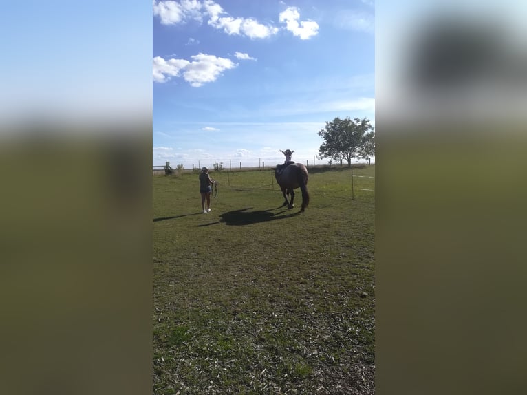 Other Heavy Horses Mix Mare 12 years 16 hh Roan-Bay in Oschatz