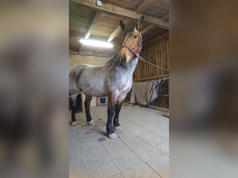 Other Heavy Horses Mix Mare 12 years 16 hh Roan-Bay in Oschatz