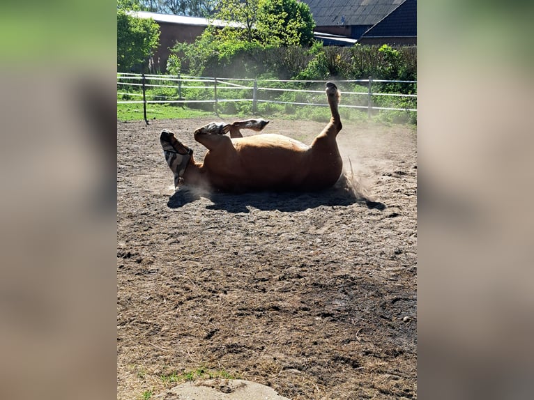 Other Heavy Horses Mare 13 years 14,2 hh in Königshügel