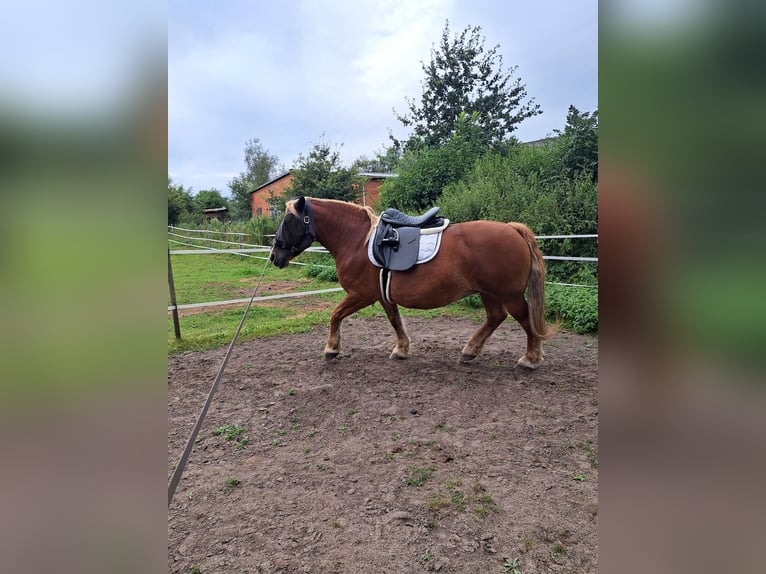 Other Heavy Horses Mare 13 years 14,2 hh in Königshügel