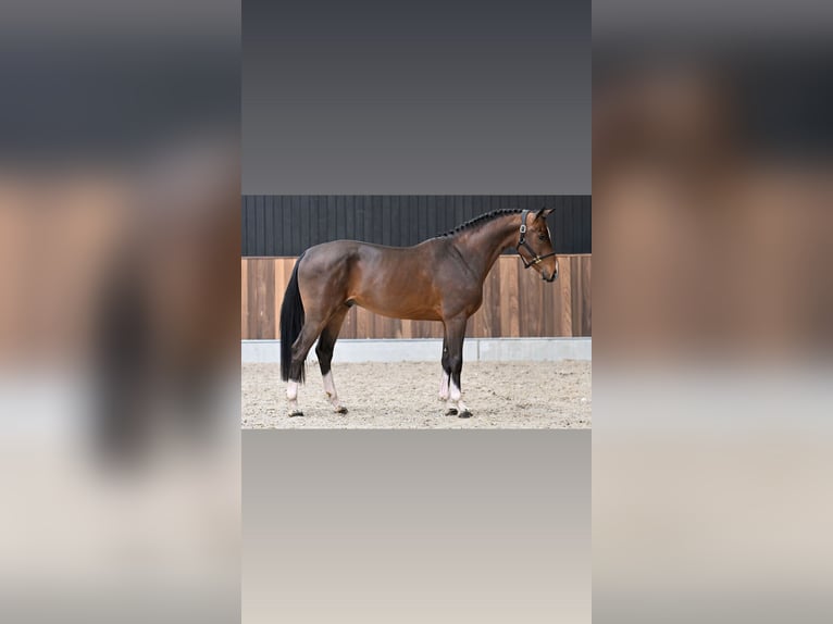 Other Heavy Horses Mix Mare 13 years 15.2 hh Red Dun in Páty