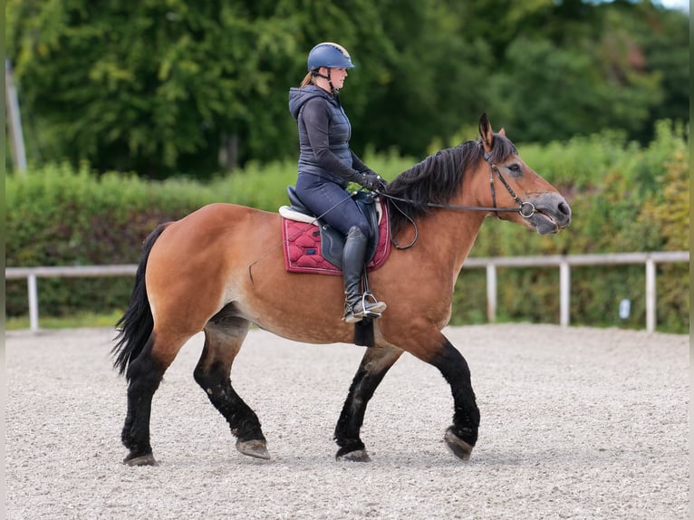 Other Heavy Horses Mare 13 years 15 hh Brown in Neustadt (Wied)