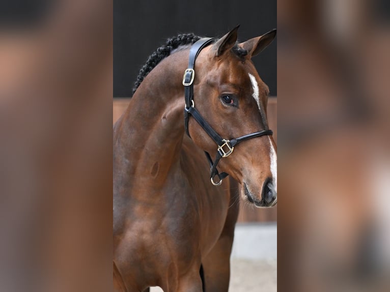 Other Heavy Horses Mix Mare 13 years 15,2 hh Red Dun in Páty