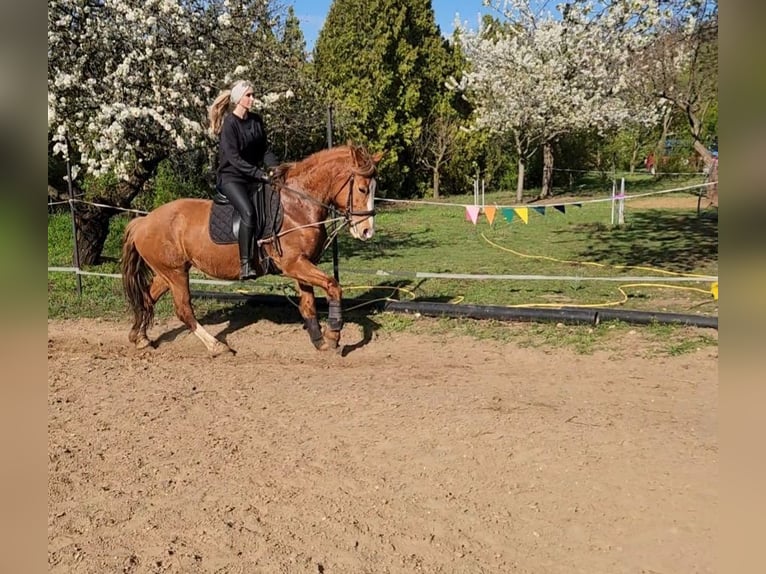 Other Heavy Horses Mix Mare 13 years 16 hh Red Dun in Páty