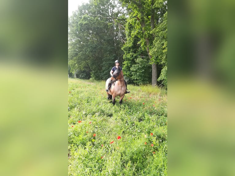 Other Heavy Horses Mix Mare 13 years 16 hh Roan-Bay in Oschatz