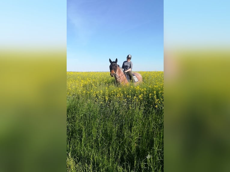 Other Heavy Horses Mix Mare 13 years 16 hh Roan-Bay in Oschatz