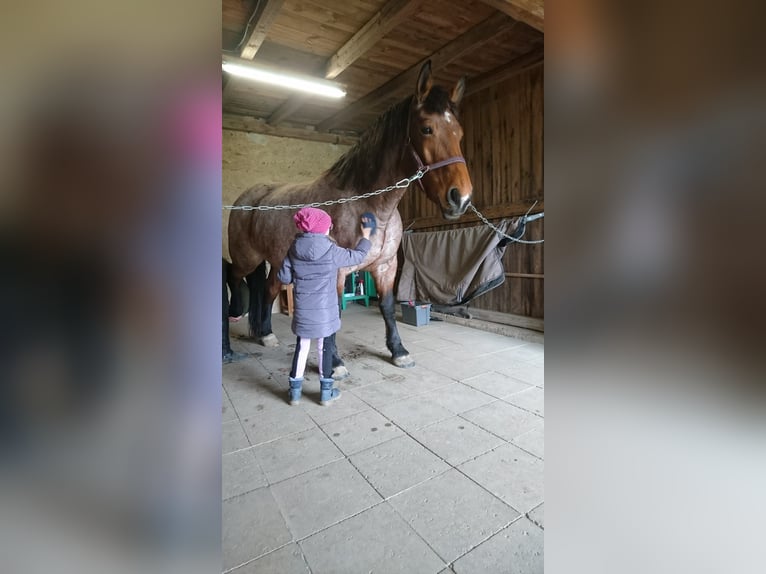 Other Heavy Horses Mix Mare 13 years 16 hh Roan-Bay in Oschatz