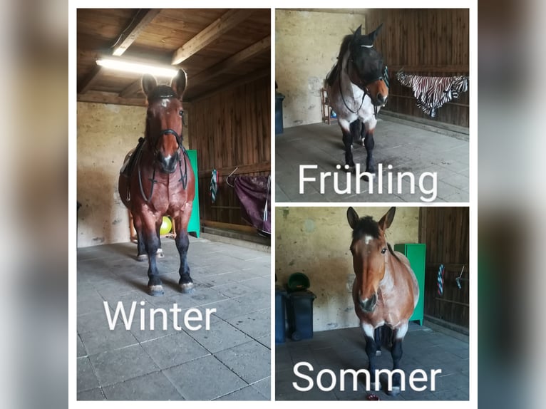 Other Heavy Horses Mix Mare 13 years 16 hh Roan-Bay in Oschatz