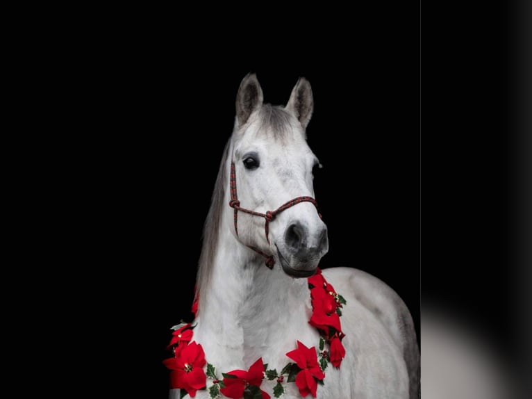 Other Heavy Horses Mix Mare 15 years 15,1 hh Grey in Bellingwolde