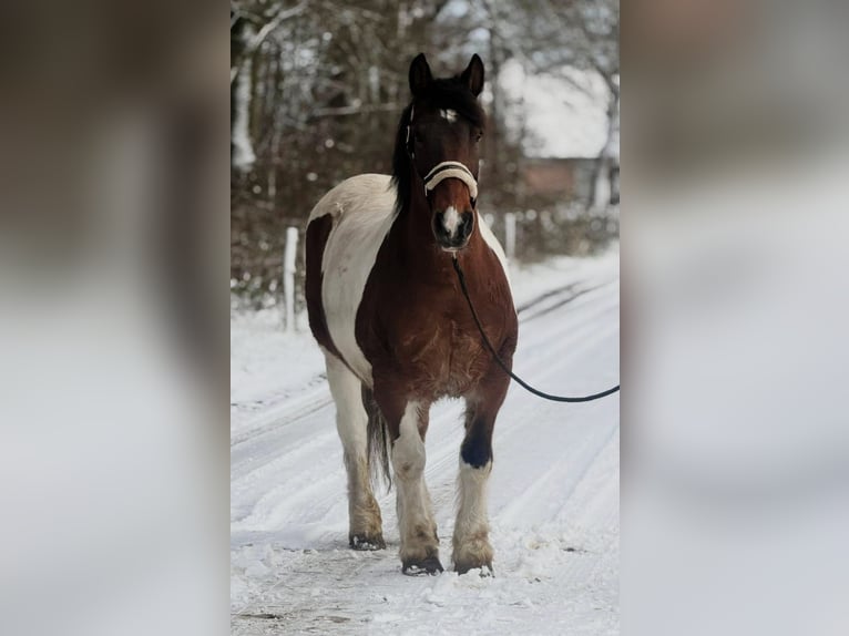 Other Heavy Horses Mare 16 years 15,2 hh Pinto in Someren