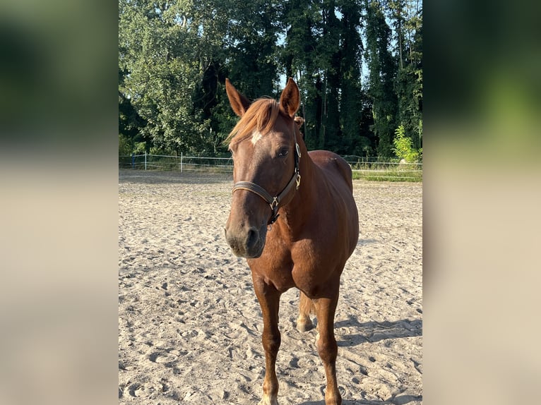 Other Heavy Horses Mix Mare 17 years 15,2 hh in Mescherin