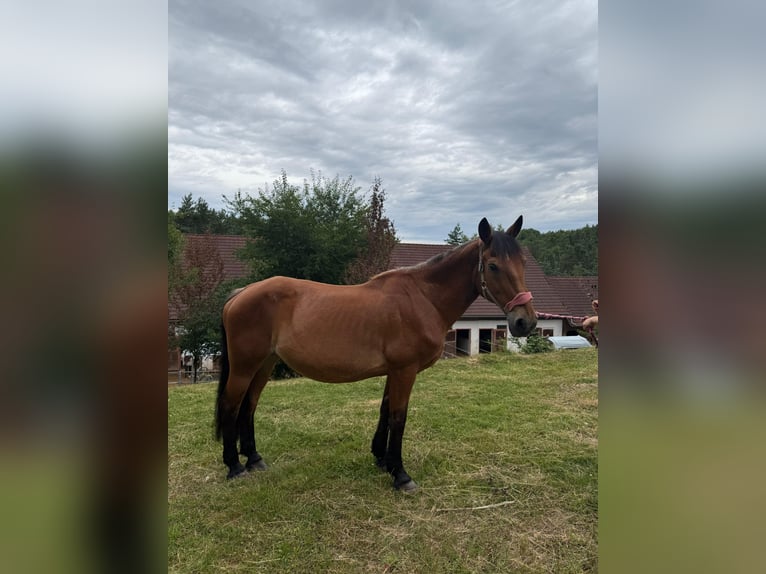 Other Heavy Horses Mare 19 years 15,1 hh Brown in Neunburg vorm Wald
