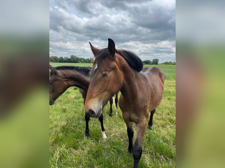 Other Heavy Horses Mare 1 year Bay-Dark in Filsum