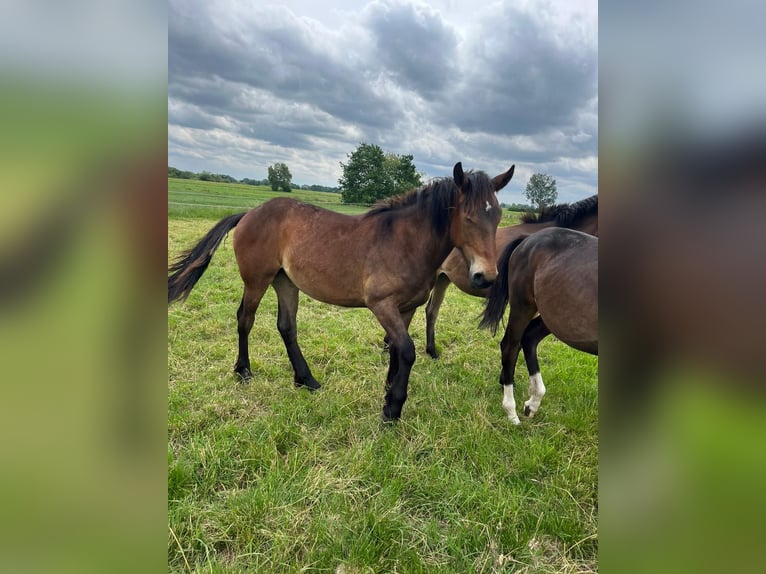 Other Heavy Horses Mare 1 year Bay-Dark in Filsum