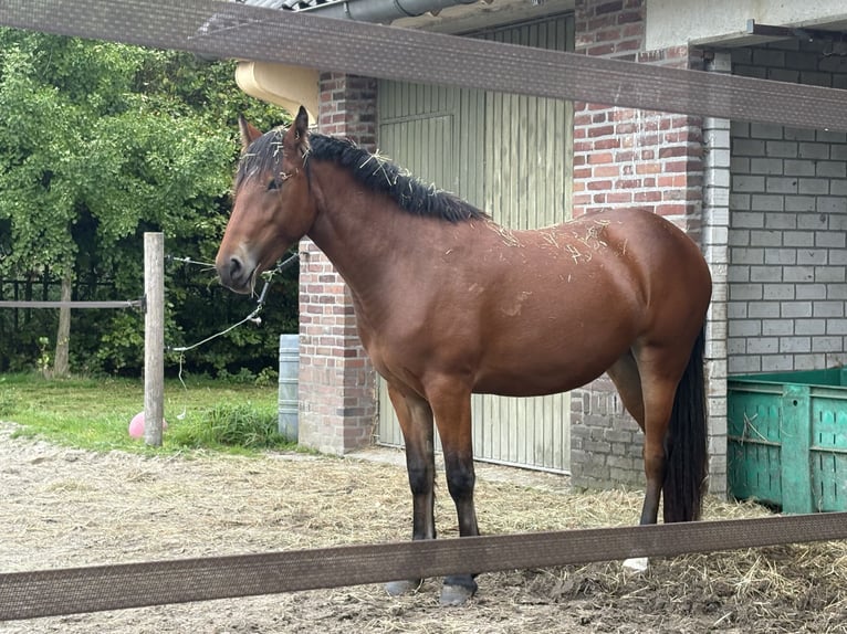 Other Heavy Horses Mix Mare 2 years 14.1 hh Bay-Dark in Weert