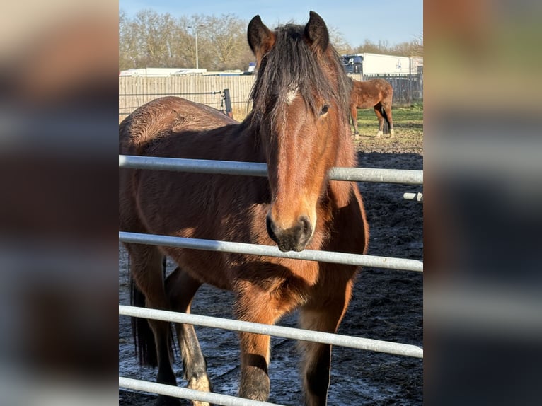 Other Heavy Horses Mix Mare 2 years 14.1 hh Bay-Dark in Weert