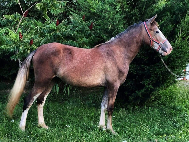 Other Heavy Horses Mix Mare 2 years 14,2 hh Brown Falb mold in Gföhl