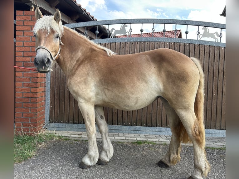 Other Heavy Horses Mix Mare 2 years 14,3 hh Palomino in Am Gro&#xDF;en Bruch