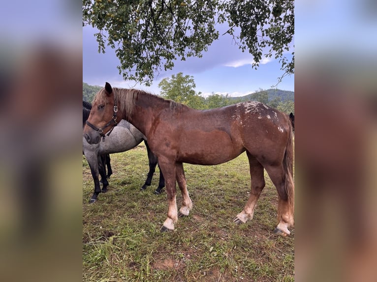 Other Heavy Horses Mare 3 years 15 hh Chestnut-Red in Šentjernej