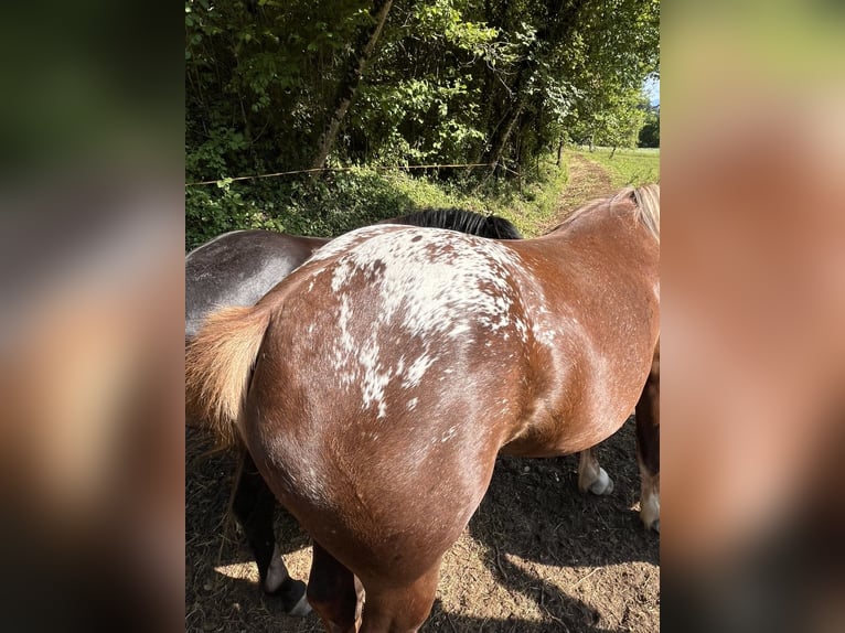 Other Heavy Horses Mare 3 years 15 hh Chestnut-Red in Šentjernej