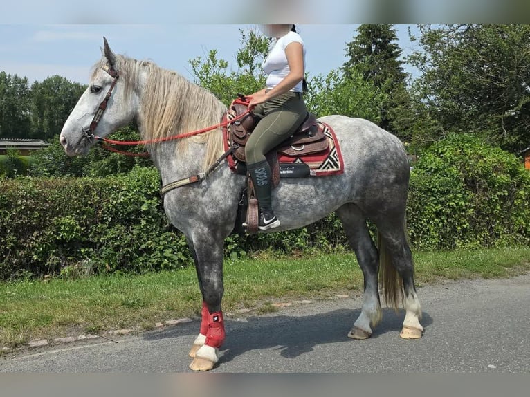 Other Heavy Horses Mare 3 years 15 hh Grey-Dapple in Linkenbach