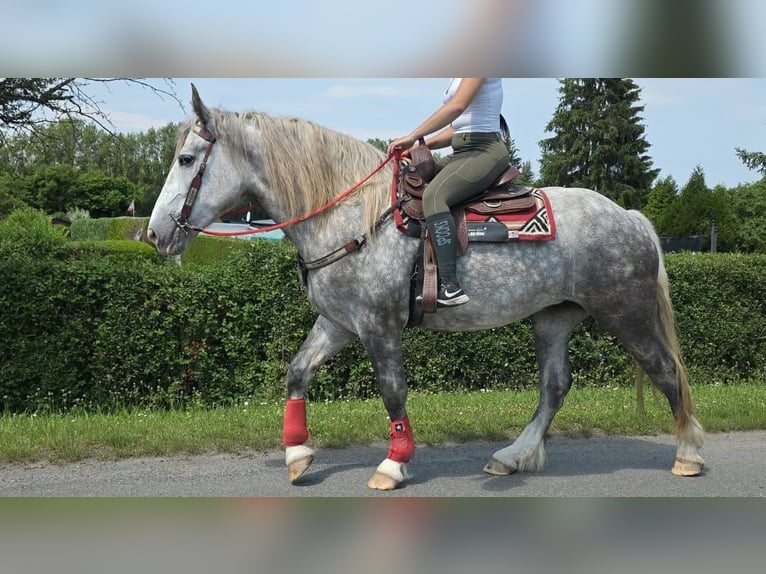 Other Heavy Horses Mare 3 years 15 hh Grey-Dapple in Linkenbach