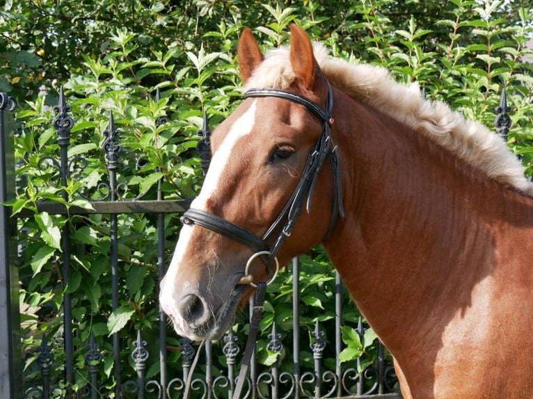 Other Heavy Horses Mare 3 years 15 hh in Dorsten