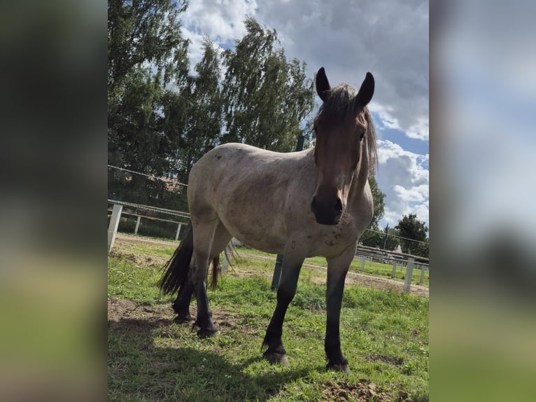 Other Heavy Horses Mix Mare 3 years 15,1 hh in S&#xF6;gel