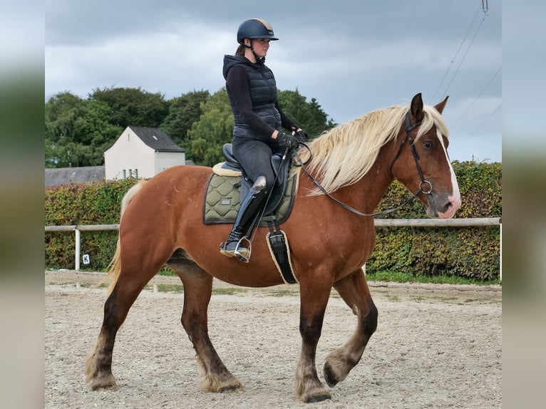 Other Heavy Horses Mare 3 years 15,2 hh Brown in Neustadt (Wied)
