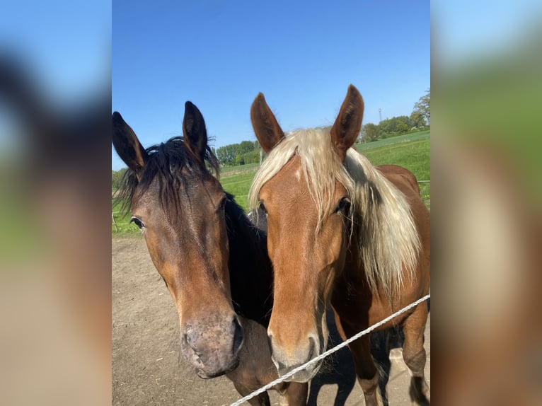 Other Heavy Horses Mare 3 years 15,2 hh Chestnut-Red in Hespe Levesen
