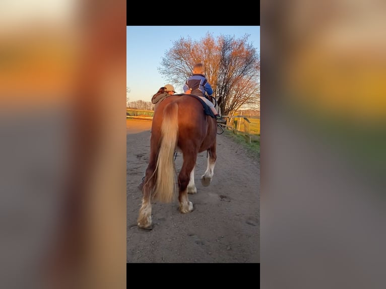 Other Heavy Horses Mare 3 years 15,2 hh Chestnut-Red in Hespe Levesen
