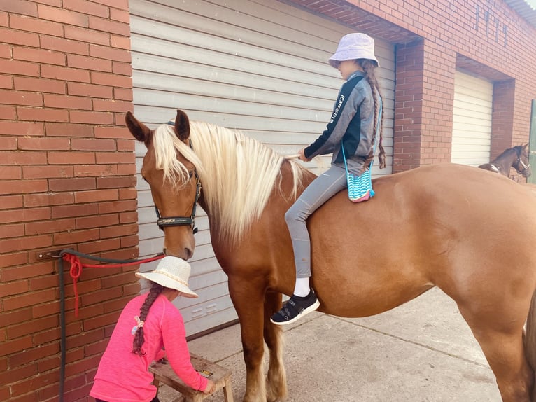 Other Heavy Horses Mare 3 years 15,2 hh Chestnut-Red in Hespe Levesen