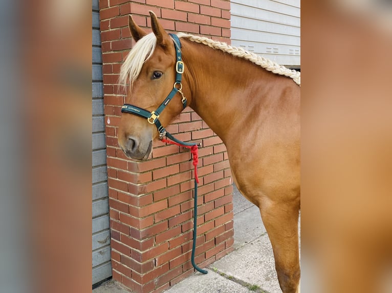 Other Heavy Horses Mare 3 years 15,2 hh Chestnut-Red in Hespe Levesen