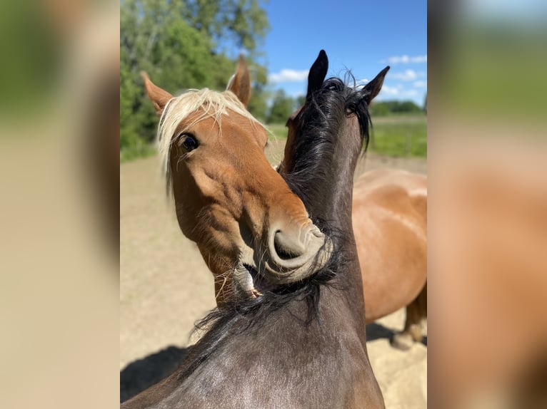 Other Heavy Horses Mare 3 years 15,2 hh Chestnut-Red in Hespe Levesen