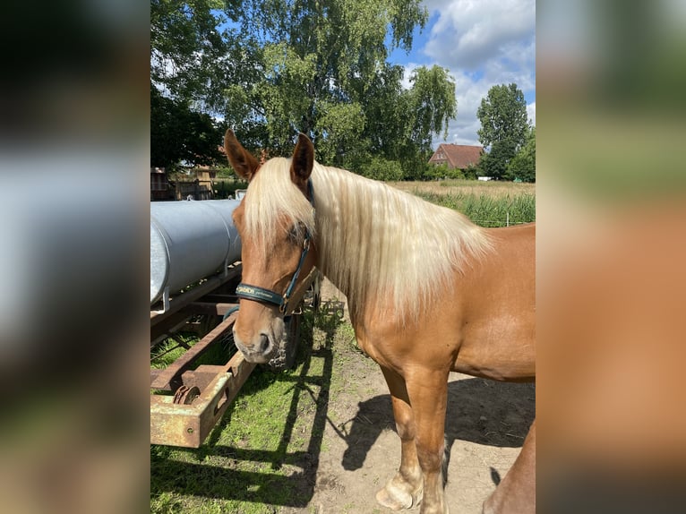 Other Heavy Horses Mare 3 years 15,2 hh Chestnut-Red in Hespe Levesen